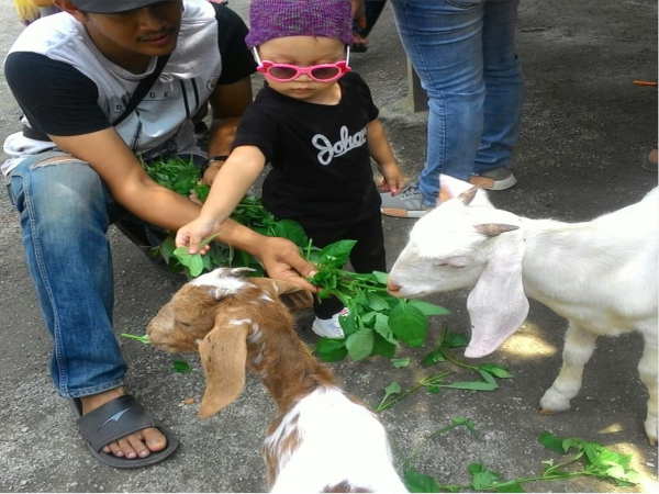 Desaru Fruit Farm Feed Goats