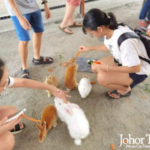 Desaru Fruit Farm Feeding Rabbits