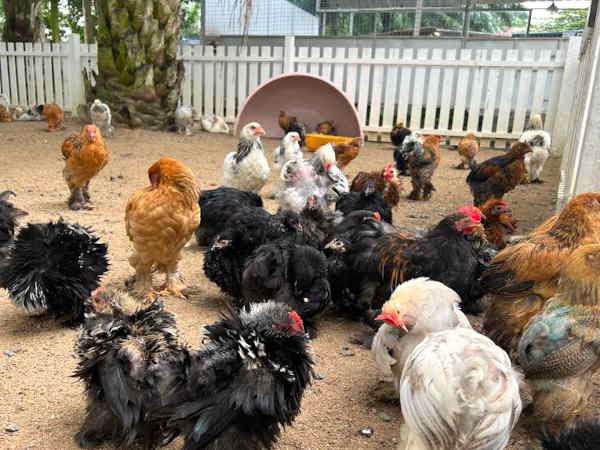 Desaru Mini Zoo Pengerang Peep of Chickens