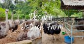 Ostrich Farm Desaru Johor