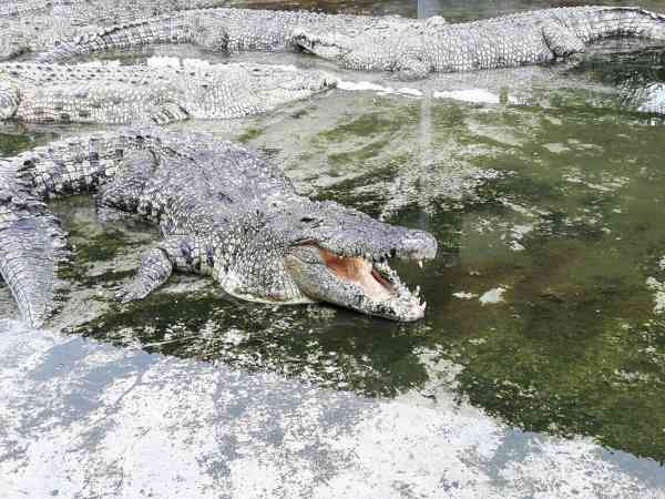 Teluk Sengat Crocodile Farm Kota Tinggi